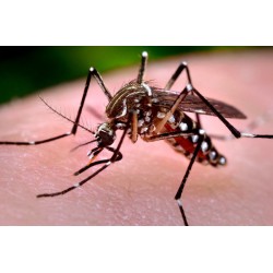 Sanepar realiza mutirão contra a dengue em 30 municípios